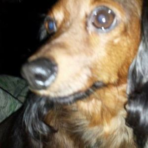 Meet your Posher, Dee